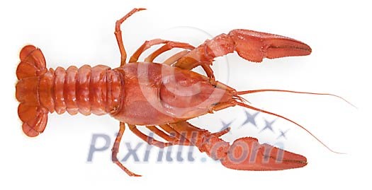 Food Stock Images with clipping path Food Stock Images with clipping path