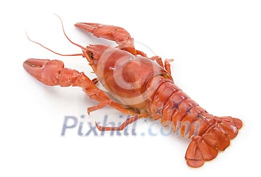 Food Stock Images with clipping path Food Stock Images with clipping path