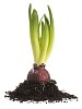 Clipped hyacinth bulb