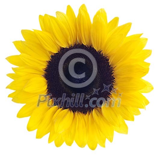 Sunflower with clipping path