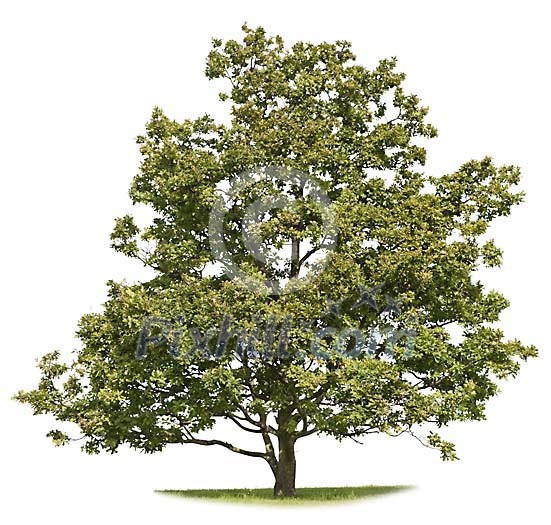 Single oak tree isolated on white Single oak tree isolated on white