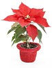 Clipped red Poinsettia flower