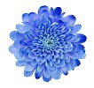 Blue chrysanthemum with clipping path