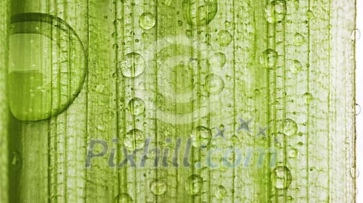 Natural green freshness Natural green freshness
