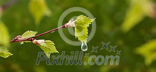 A new berch leaf trying to unfold during a refreshing spring rain