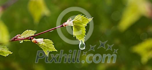 A new berch leaf trying to unfold during a refreshing spring rain A new berch leaf trying to unfold during a refreshing spring rain