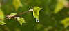 A new berch leaf trying to unfold during a refreshing spring rain