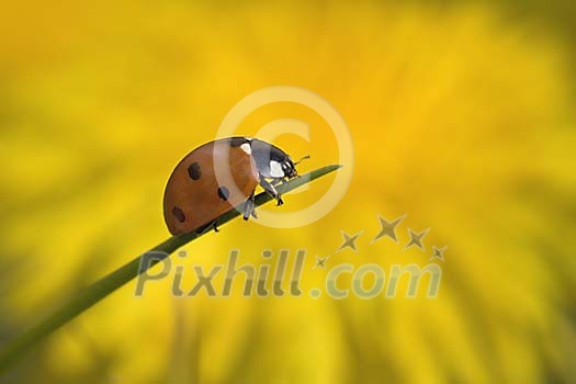 A ladybird on a grass leaf, with a blurred dandelion in the background.