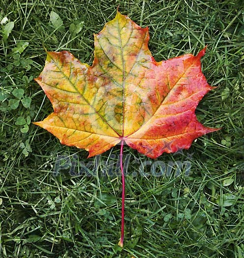 perfectly transforming maple leaf as a symbol of change in nature