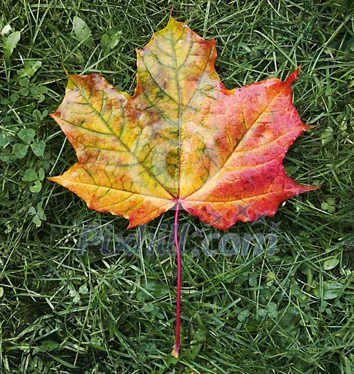 perfectly transforming maple leaf as a symbol of change in nature perfectly transforming maple leaf as a symbol of change in nature