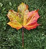 perfectly transforming maple leaf as a symbol of change in nature