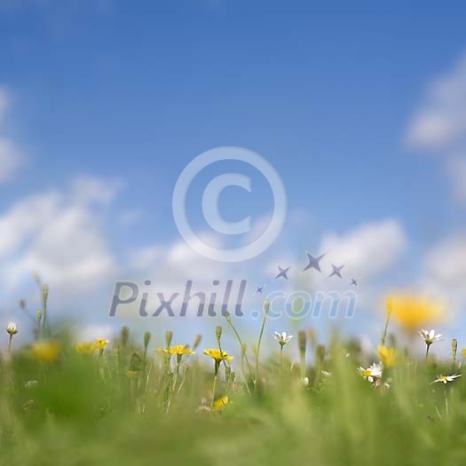 A blissful field containing daisys, butterfly, ladybird and a bee