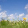 A blissful field containing daisys, butterfly, ladybird and a bee