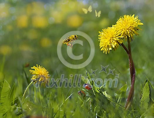 'The birds, the bees, the flowers, and the trees'