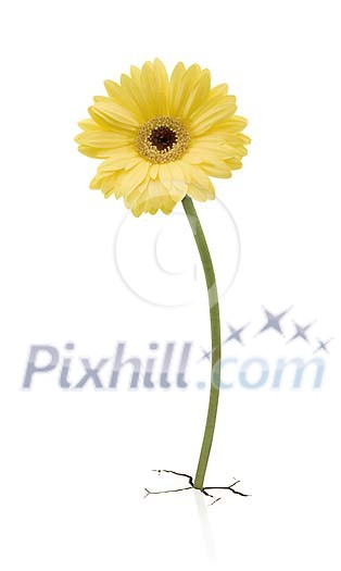 Yellow gerbera growing trough white floor