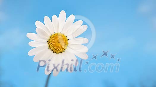Close-up from a daisy on a pastel blue sky