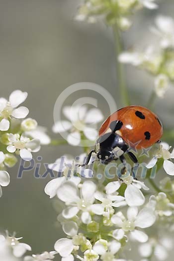 Ladybird sitting on Anthriscus sylvestris Ladybird sitting on Anthriscus sylvestris