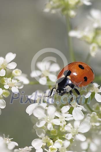 Ladybird sitting on Anthriscus sylvestris