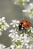 Ladybird sitting on Anthriscus sylvestris