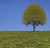 Blooming Mapleleaf in a Dandelion Meadow