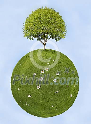 Planet from grass including blooming maple and daisys