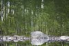 Forest reflected in the quiet water surface, rotated 180 degrees