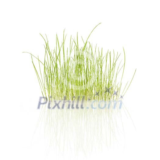 Grass isolated on white combined with a digitally generated reflection