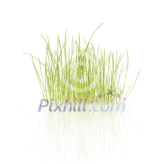 Grass isolated on white combined with a digitally generated reflection Grass isolated on white combined with a digitally generated reflection