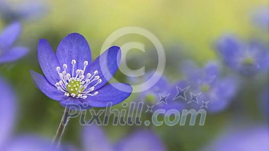 Digital Composite of Wild Flower Hepatica nobilis