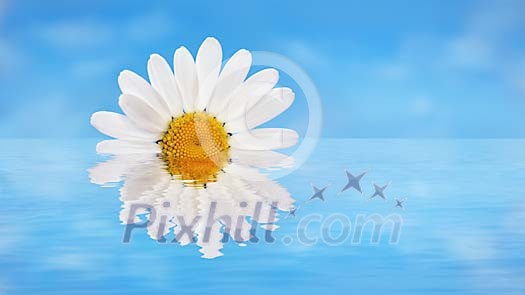 Close-up from a daisy in the water on a pastel blue sky