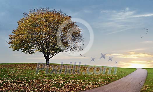 Digital Composite of an Autmn Maple Tree during Sunset Digital Composite of an Autmn Maple Tree during Sunset