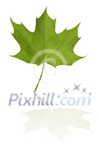 Young Maple Leaf Young Maple Leaf