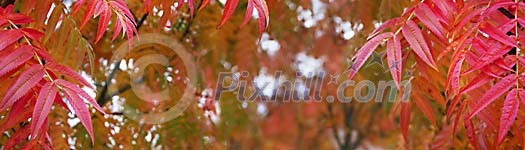 Close-up of Rowan leafs during autumn