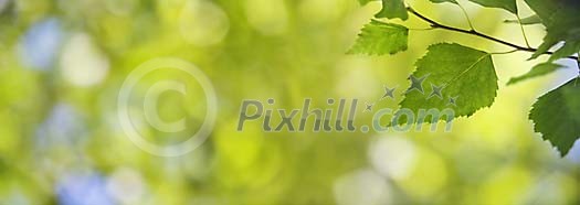 Shallow focus on single birch leaf