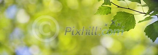 Shallow focus on single birch leaf Shallow focus on single birch leaf