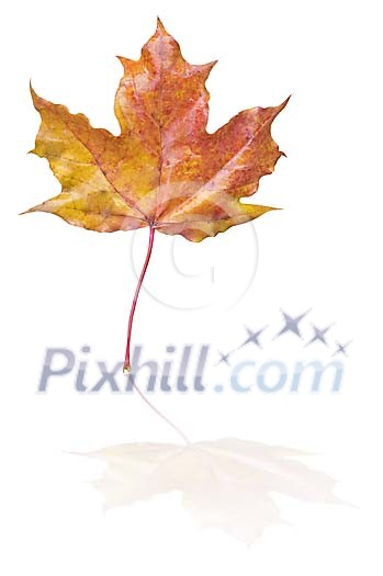 Clipped Maple Leaf