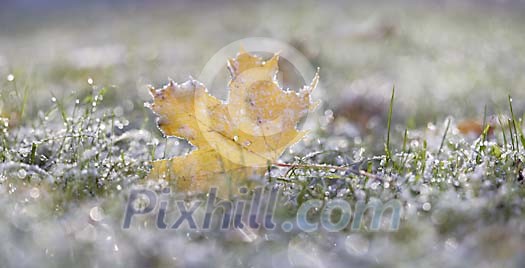 Autumn Maple Leaf Melting in Morning Sun after Frosty Night