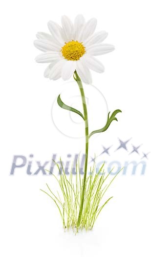 Digital Composite of a Daisy
