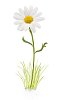 Digital Composite of a Daisy