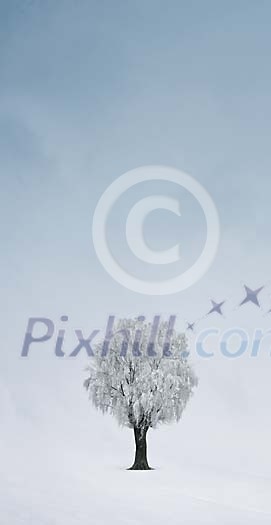Digital Composite of Frozen Tree in a Misty winter-landscape Digital Composite of Frozen Tree in a Misty winter-landscape