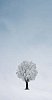 Digital Composite of Frozen Tree in a Misty winter-landscape