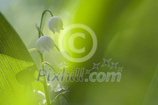 Natural Wild Flower Series in a romantic way Natural Wild Flower Series in a romantic way