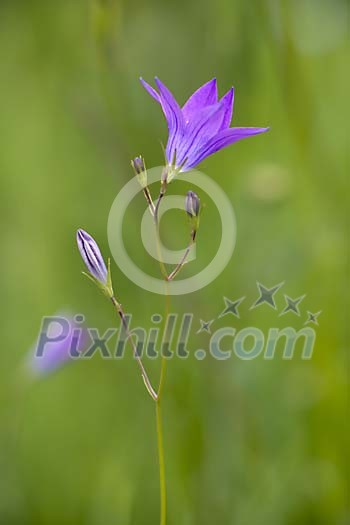 Natural Wild Flower Series in a romantic way