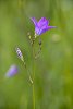 Natural Wild Flower Series in a romantic way