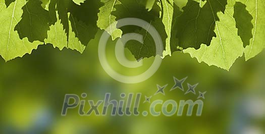 Shadowplay by Aspen Leafs Shadowplay by Aspen Leafs