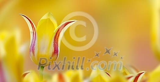 Digital Composite of a King Tulip