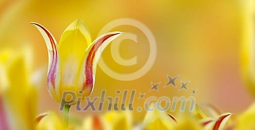 Digital Composite of a King Tulip Digital Composite of a King Tulip