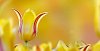 Digital Composite of a King Tulip