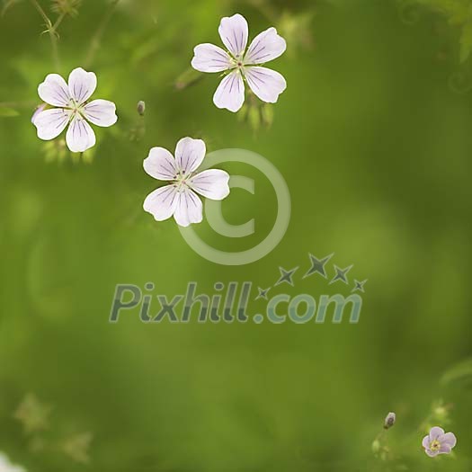 Digital Composite from Wild Flower Outdoors Digital Composite from Wild Flower Outdoors
