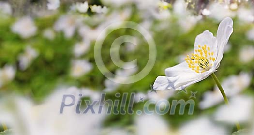Digital Composite from Anemone nemorosa Digital Composite from Anemone nemorosa